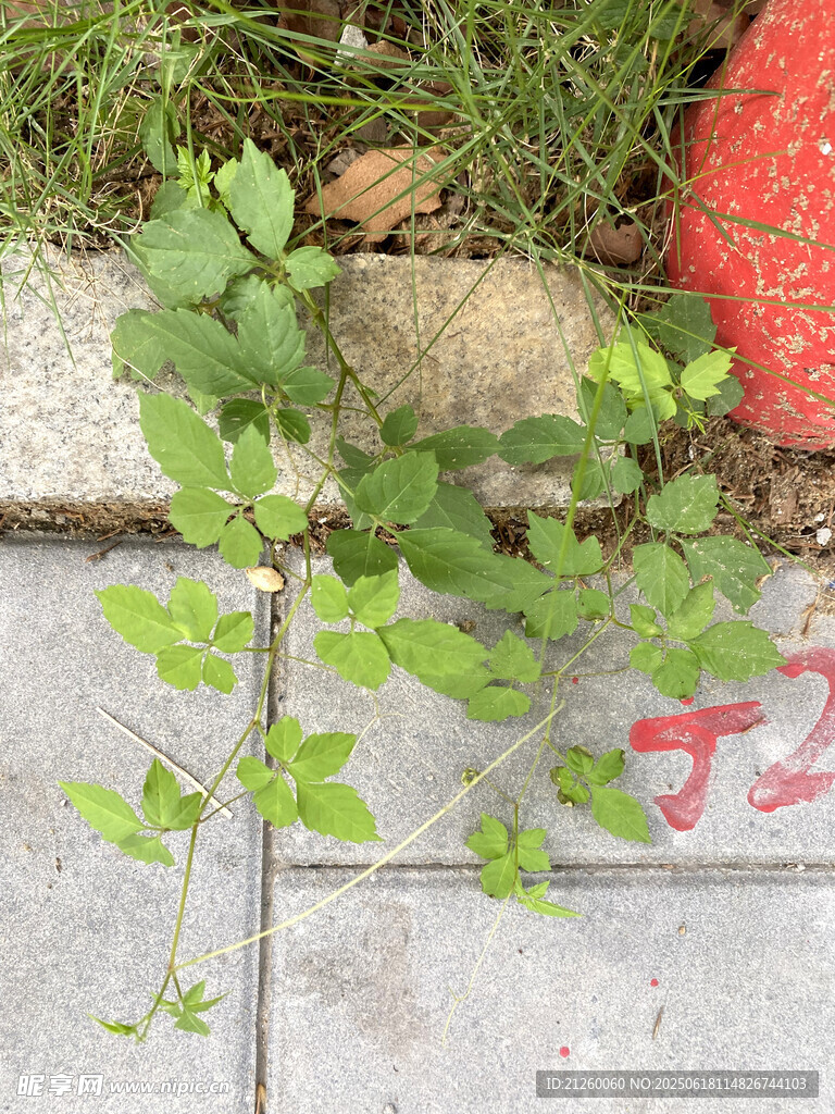 绞股蓝