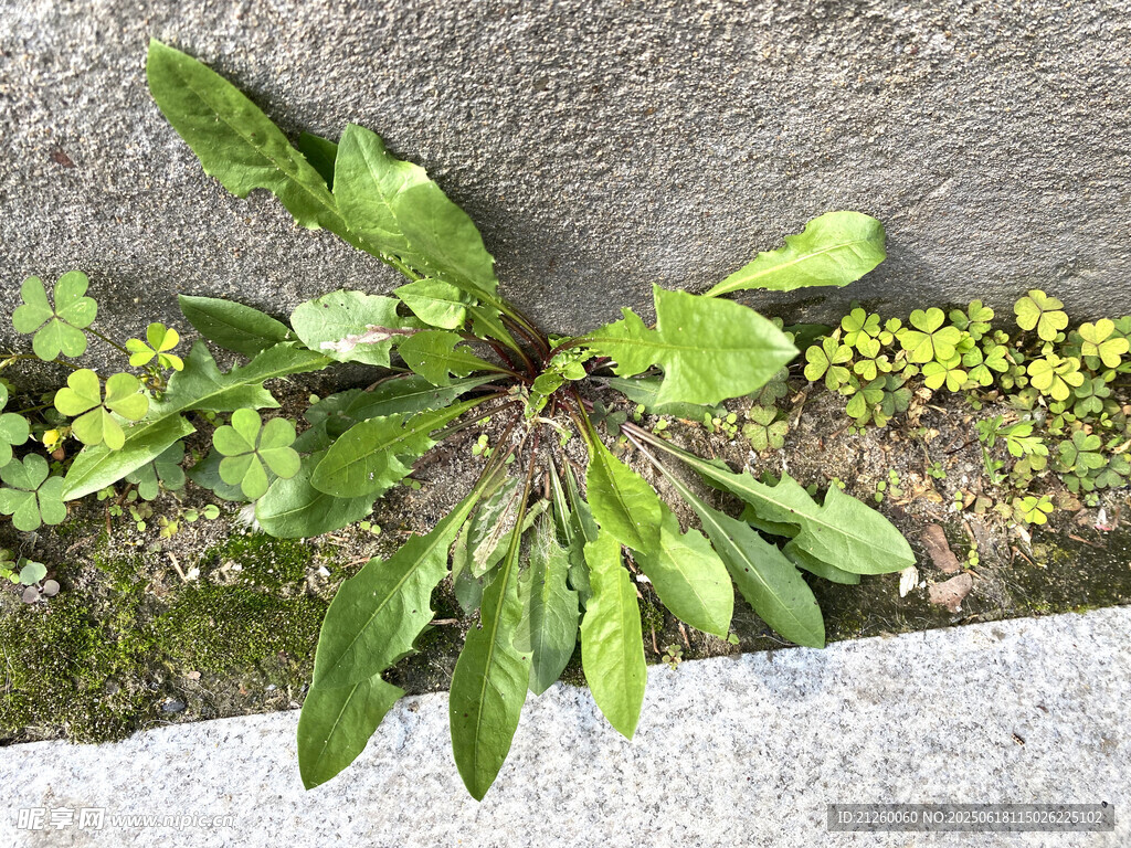 蒲公英