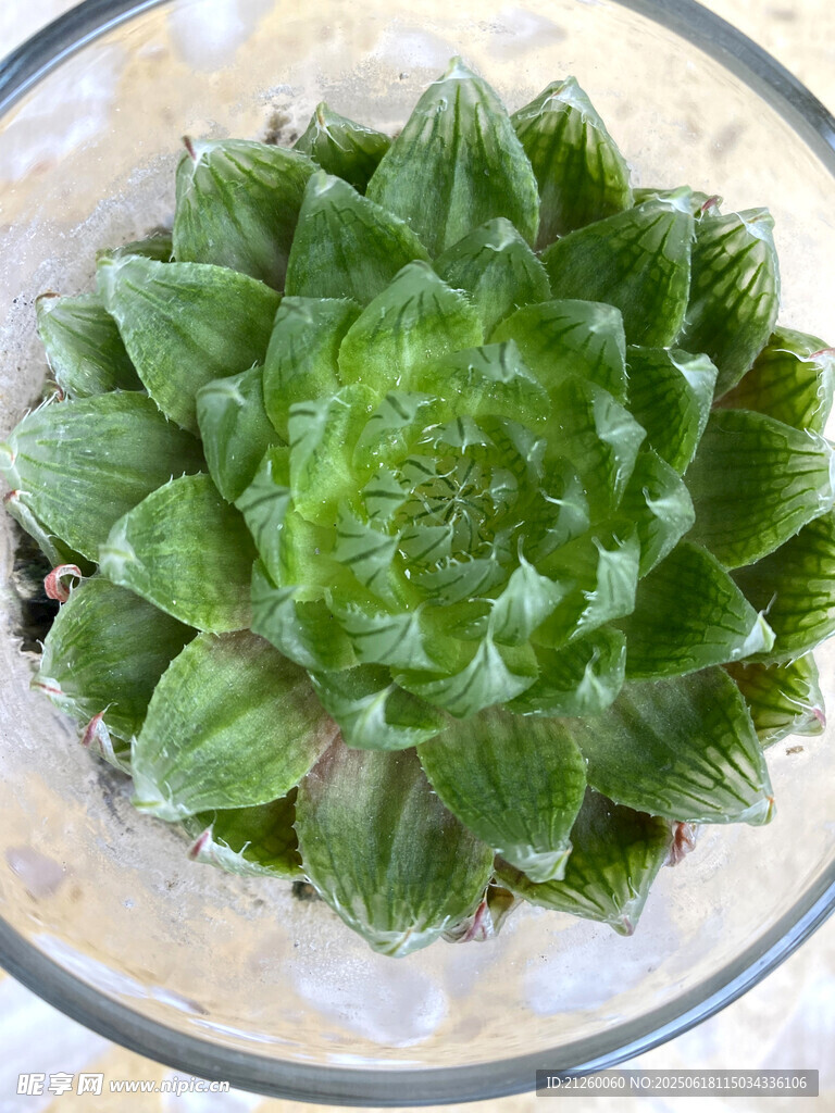 玉露多肉