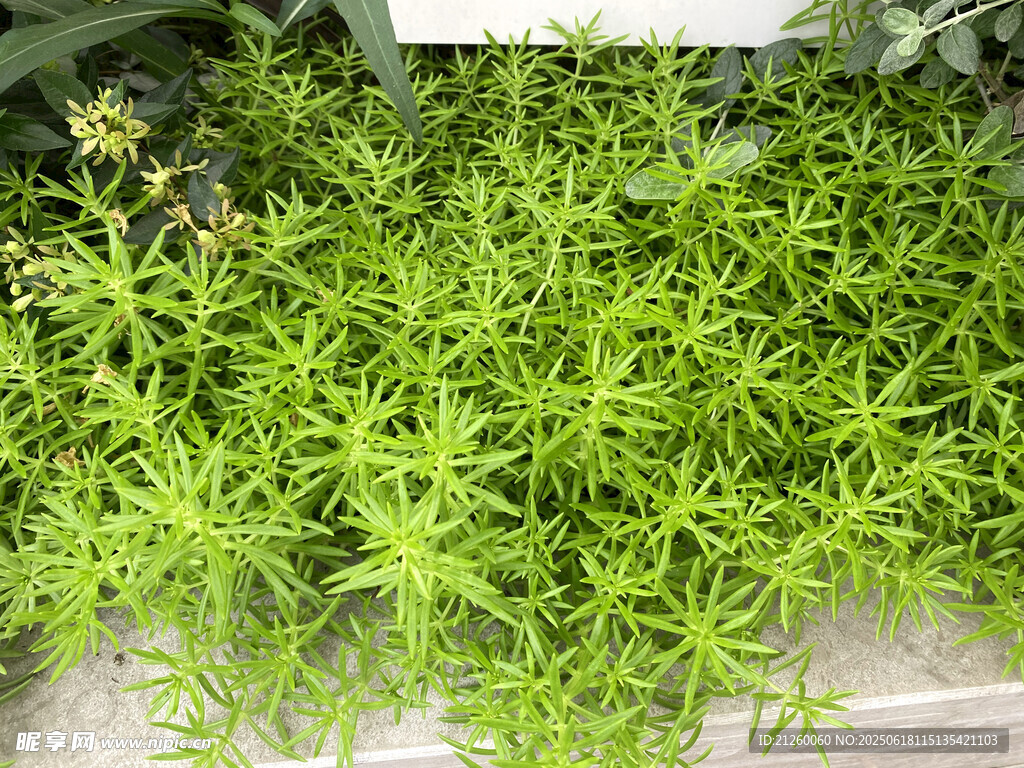 垂盆草