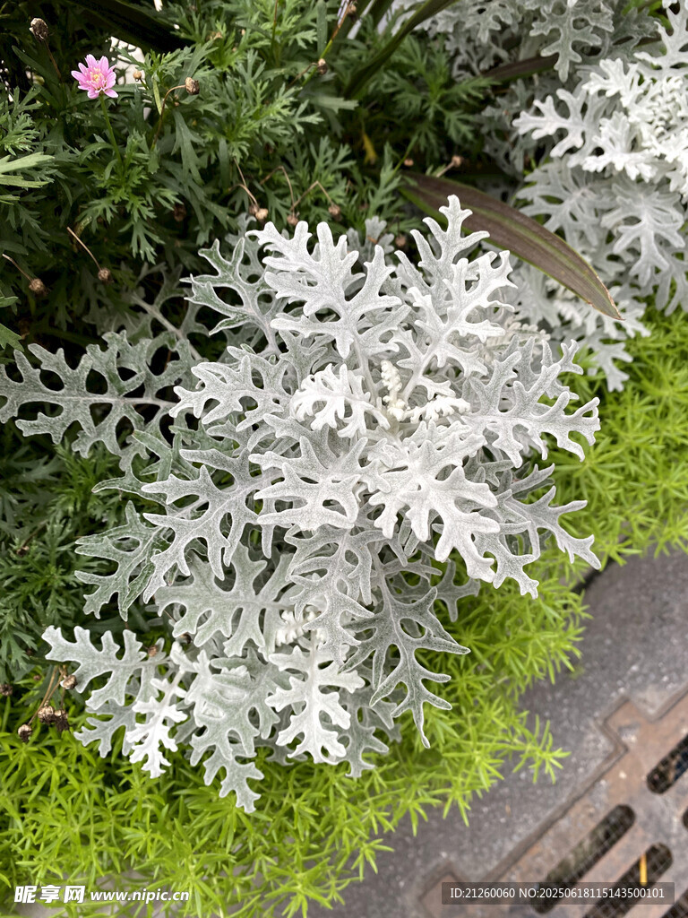银叶菊