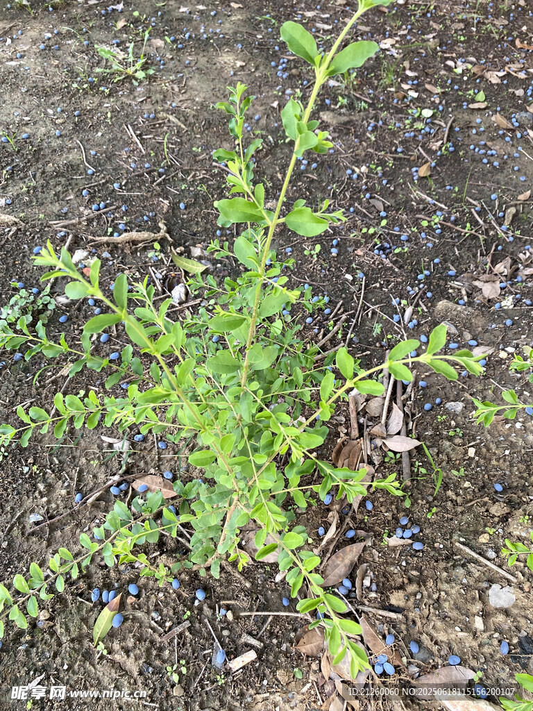 嫩绿植物生长于泥土间