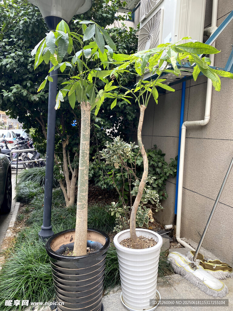 发财树