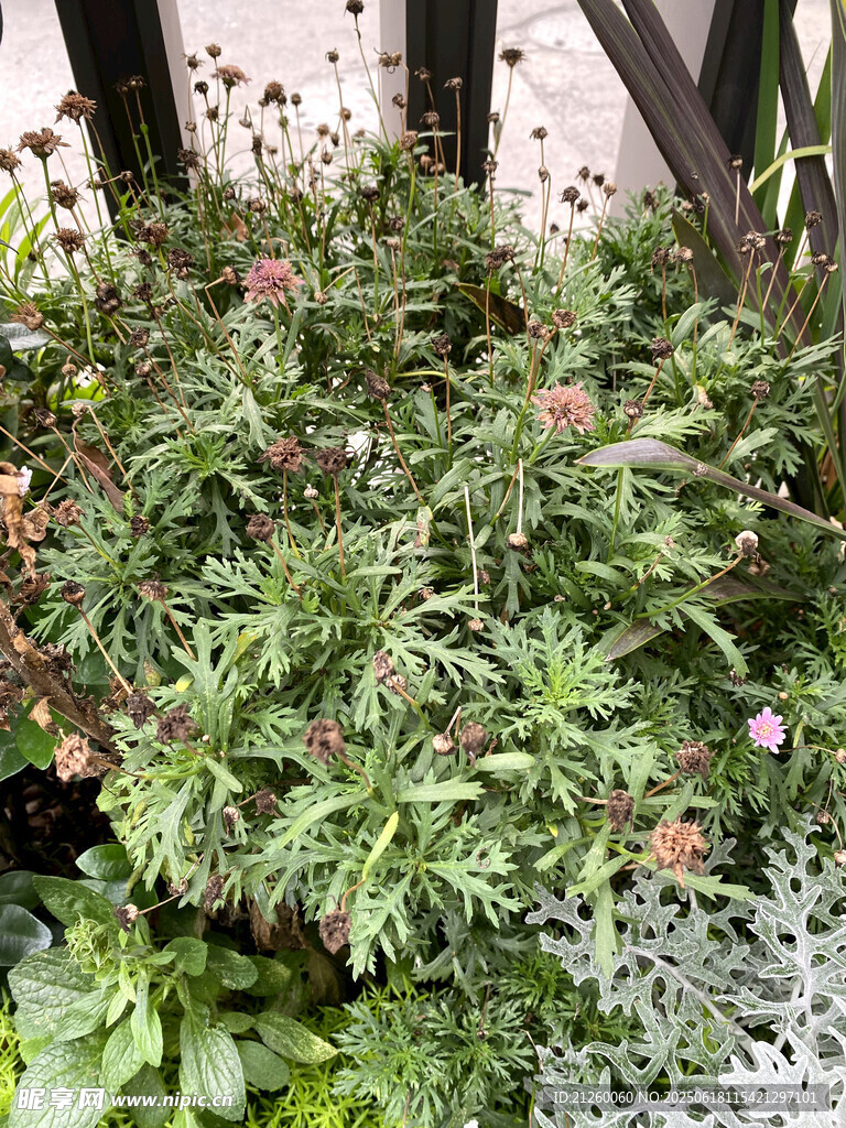 木茼蒿