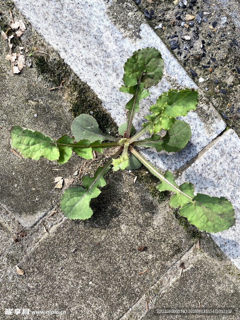 苦苣菜