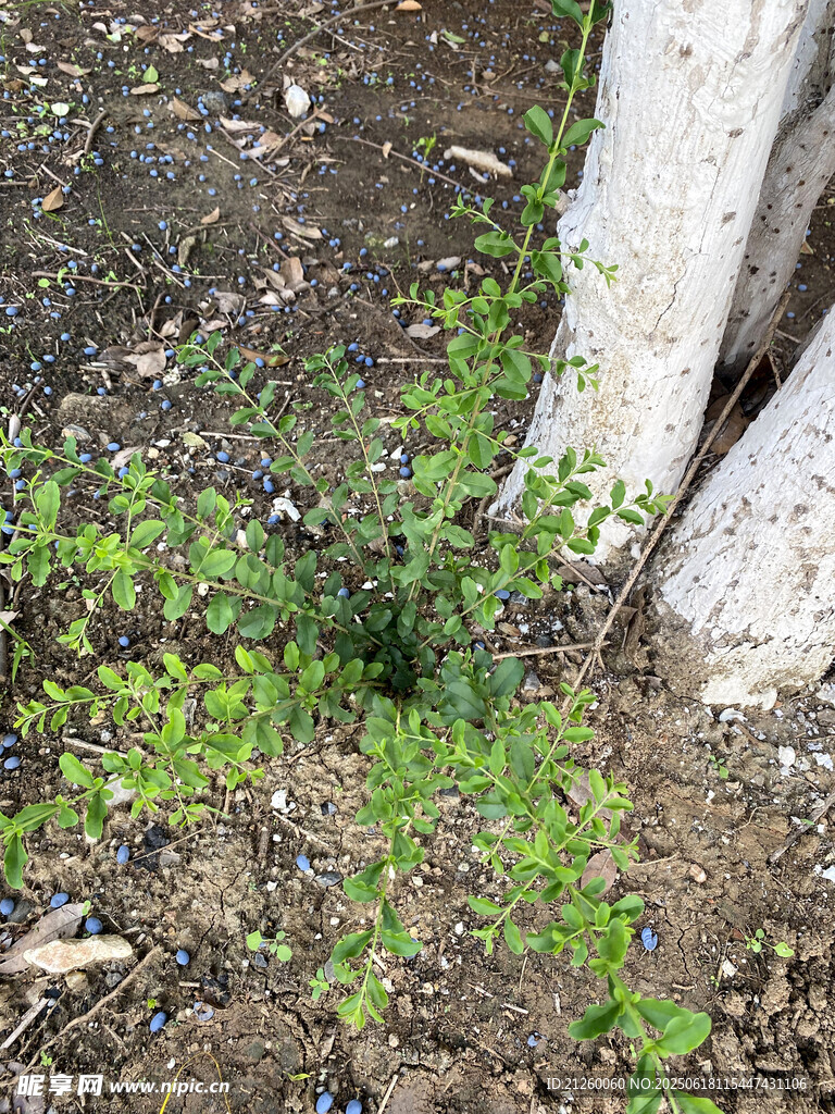 墙边嫩绿植物生机盎然