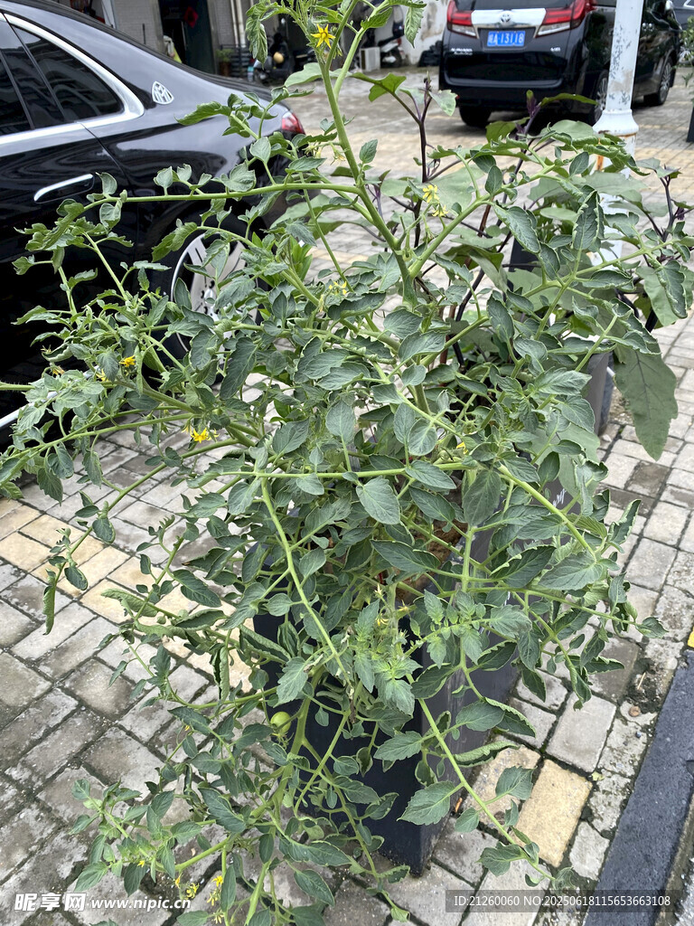 番茄植株