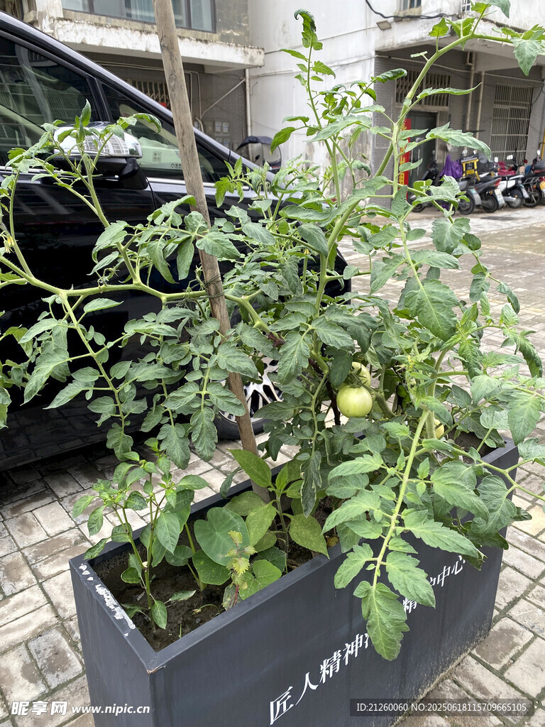 西红柿植株