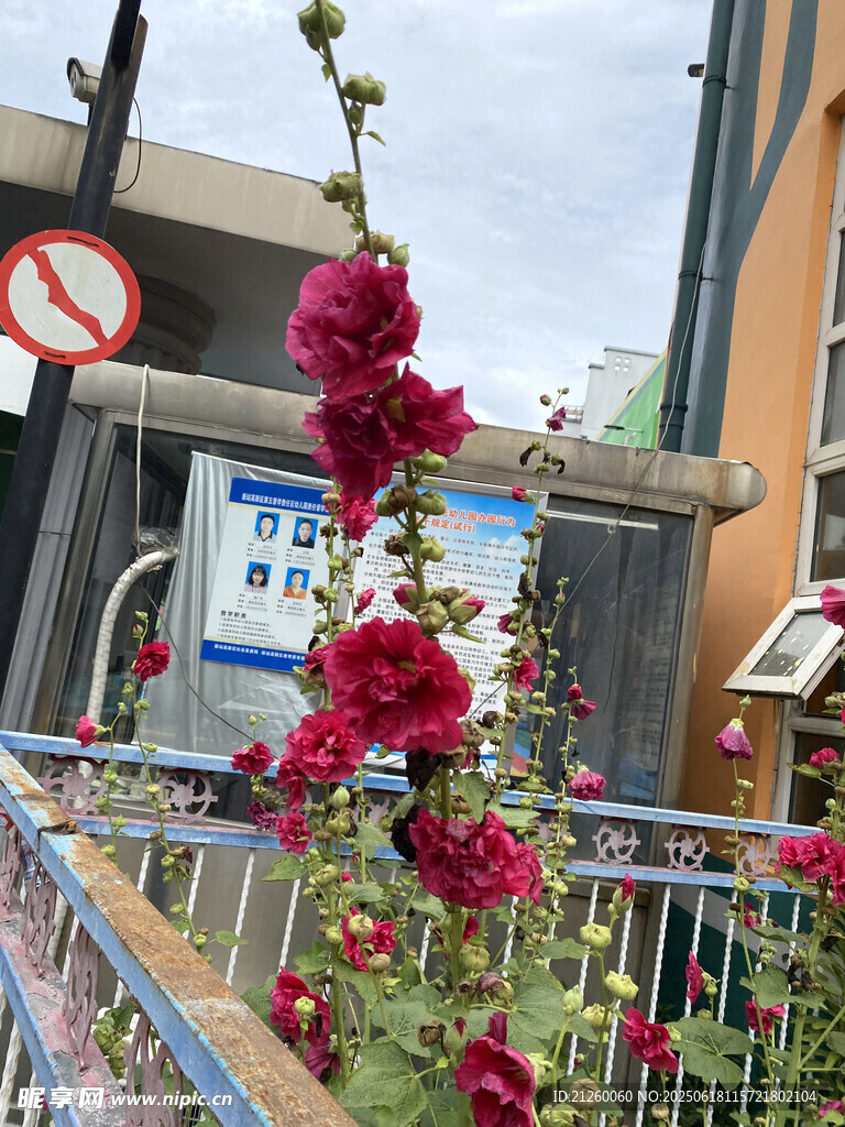 蜀葵