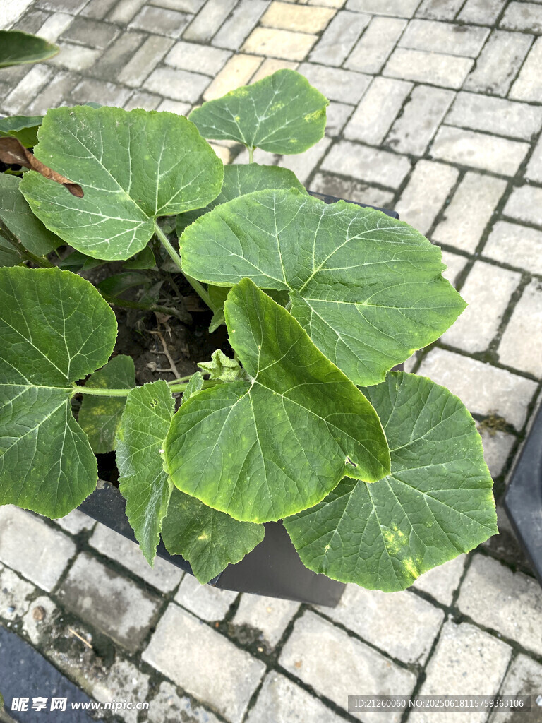 南瓜藤