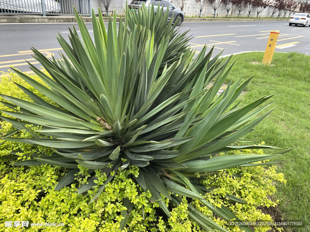 龙舌兰植物