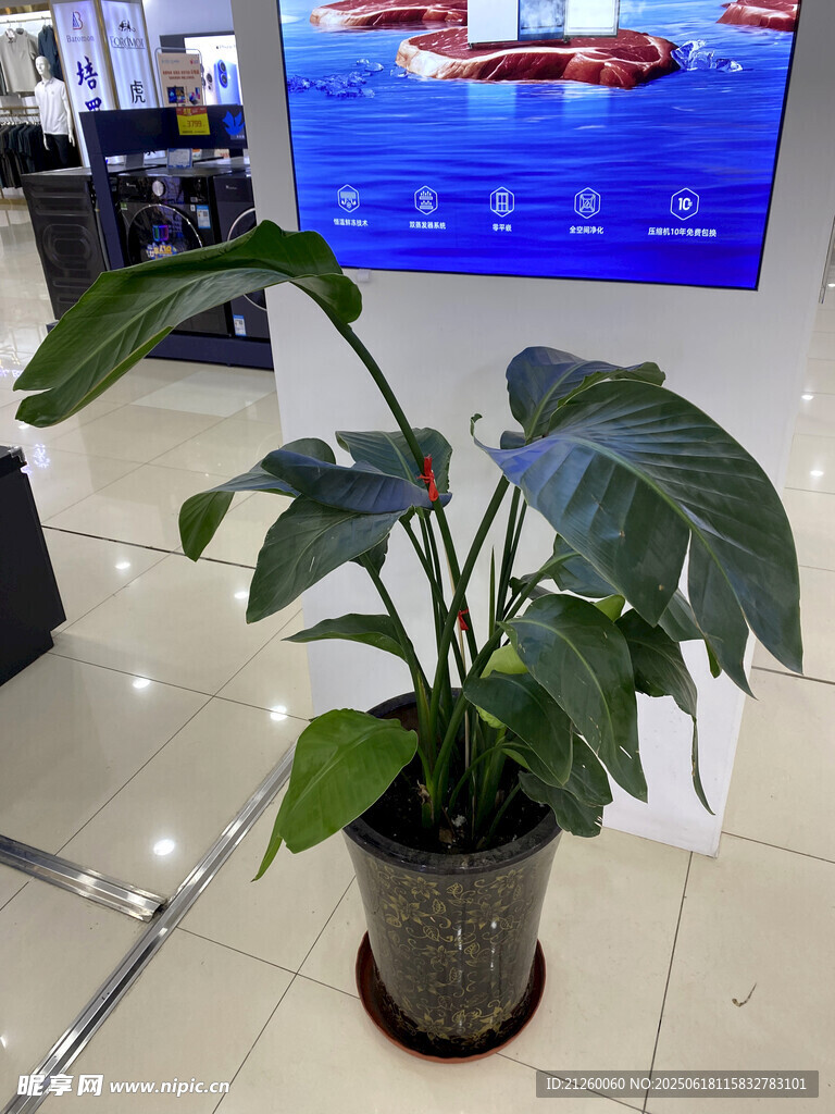 天堂鸟