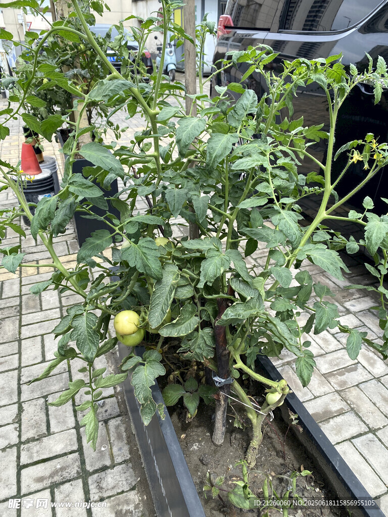 户外盆栽番茄植株