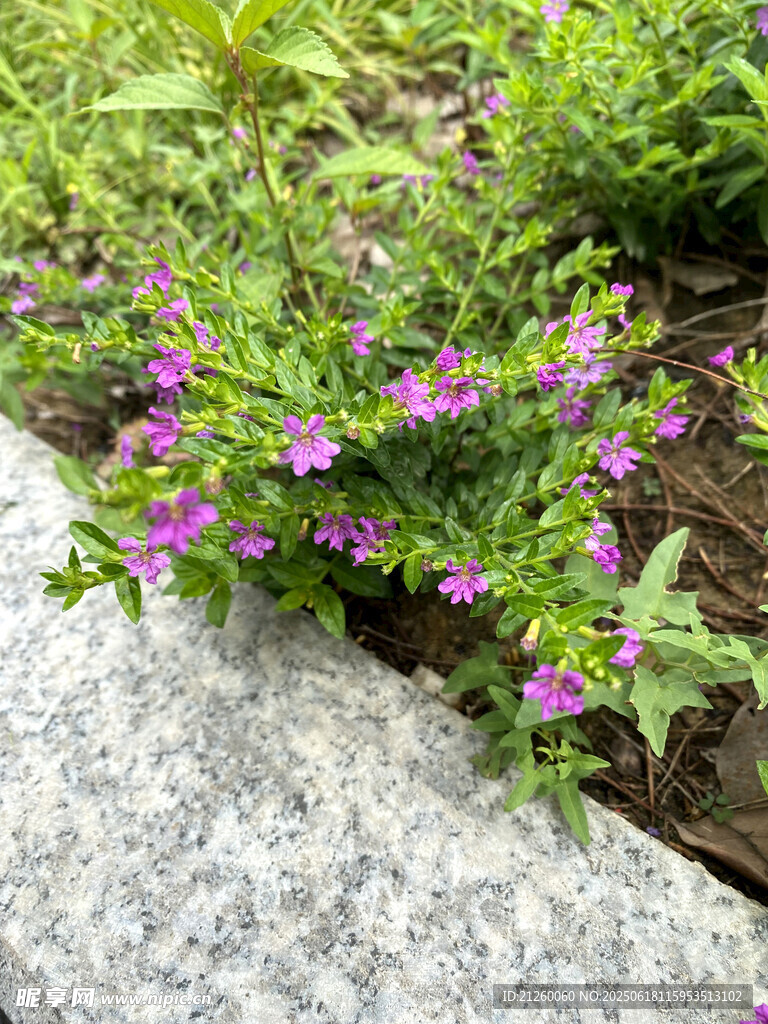 萼距花 