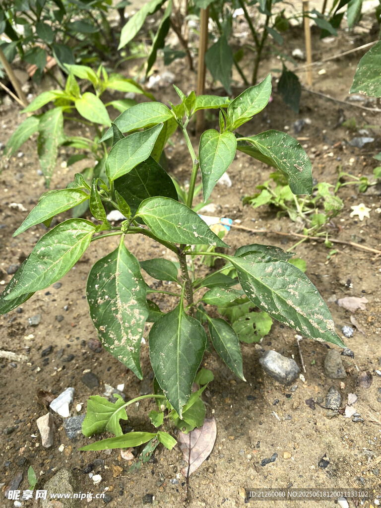 辣椒植株