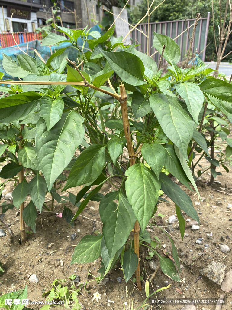 菜园中的辣椒植株