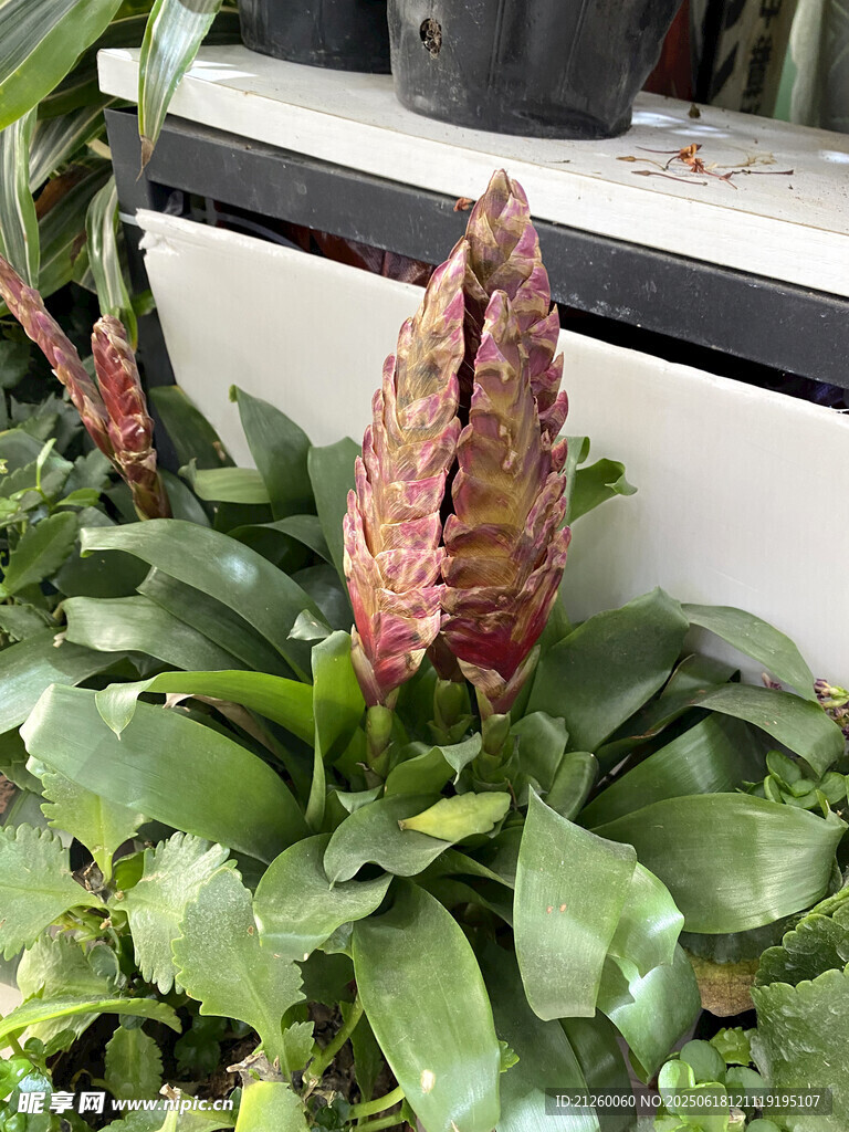 水塔花