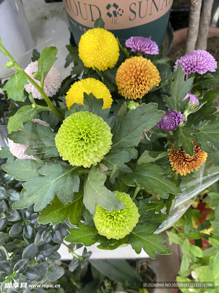 乒乓菊