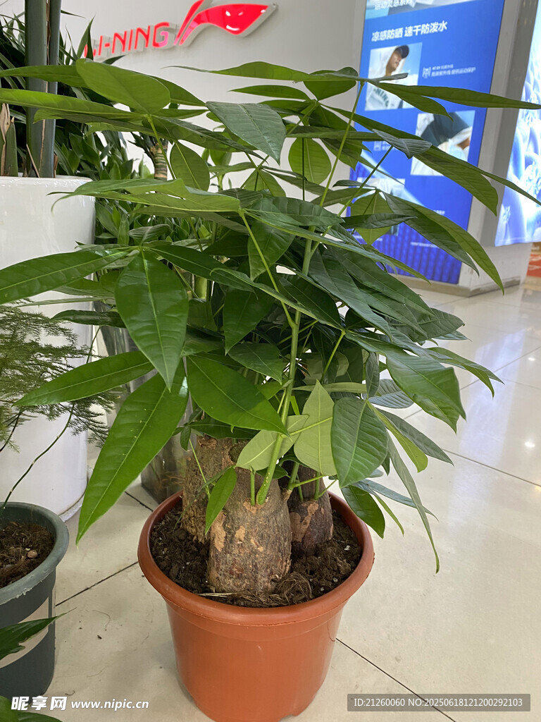 发财树 