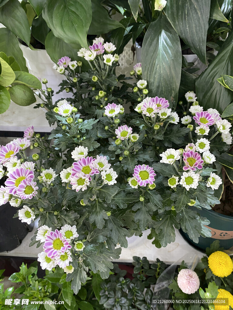 雏菊