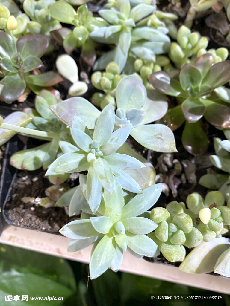多肉植物盆栽