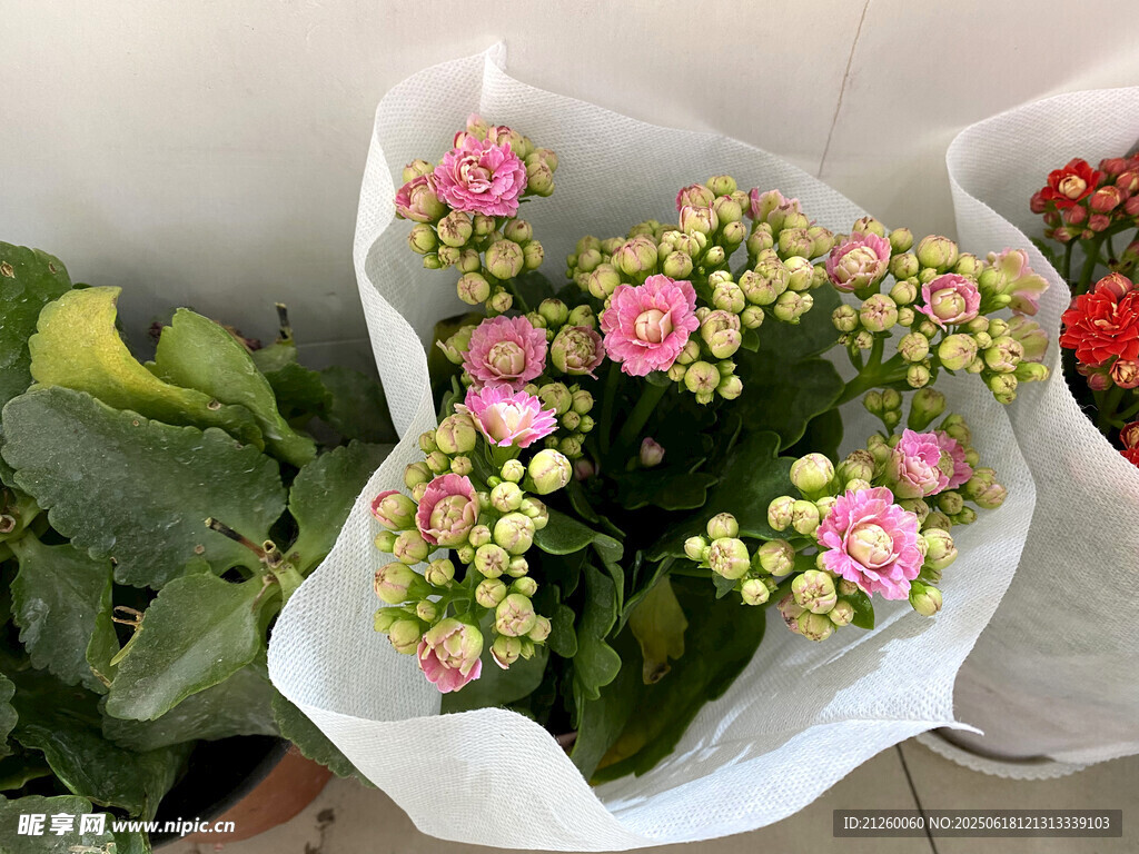 长寿花束