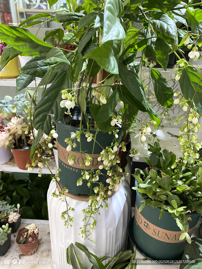 龙吐珠