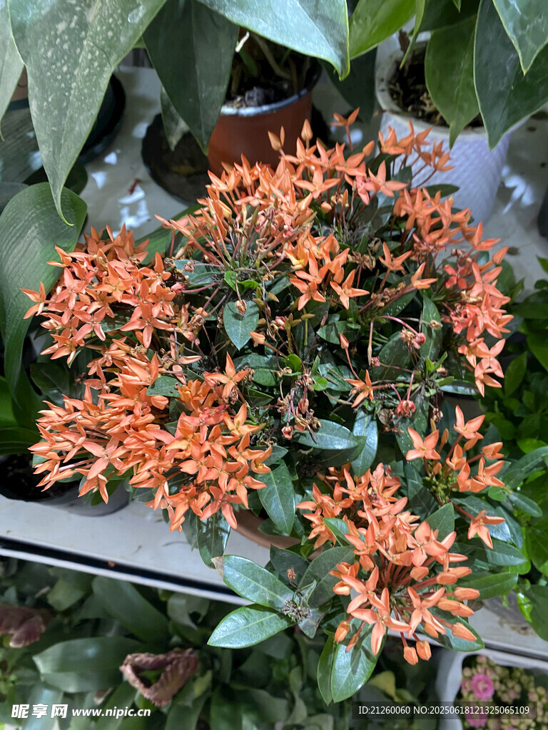 龙船花