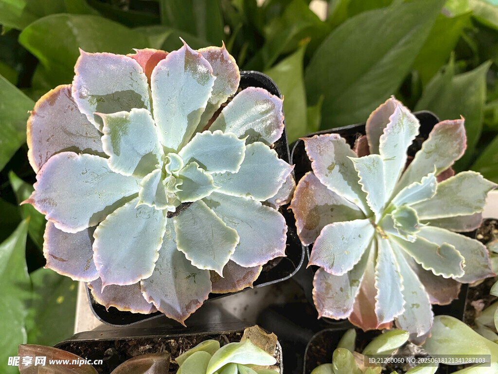 多肉植物