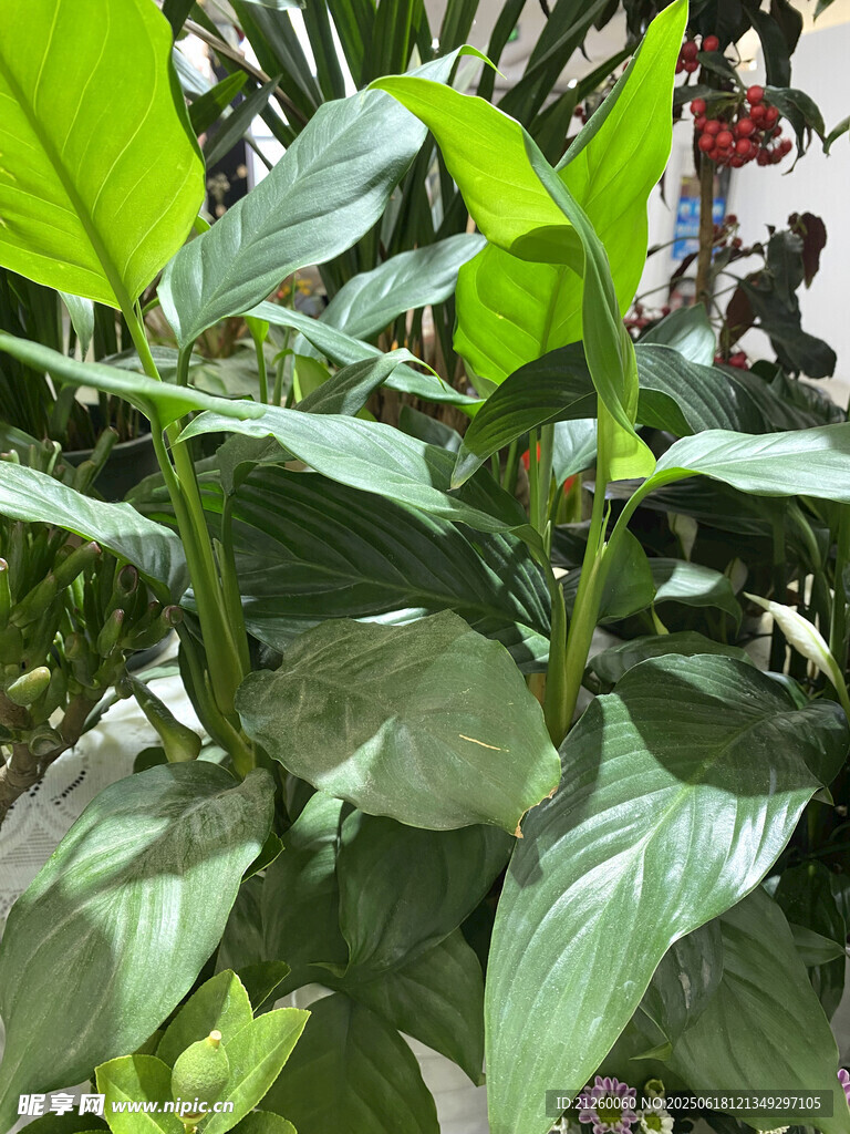 翠绿叶片的清新绿植