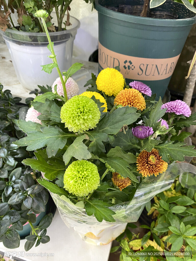 乒乓菊