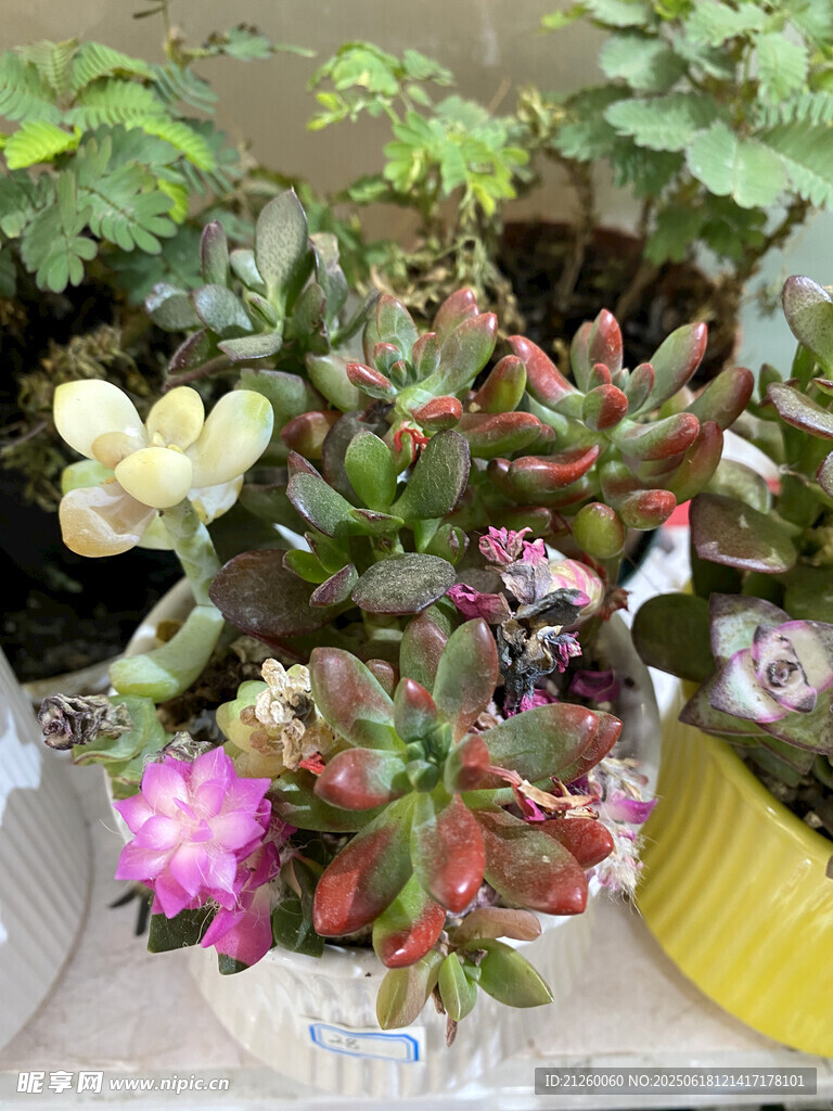 多彩多肉植物盆栽