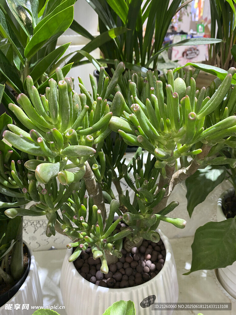 筒叶花月
