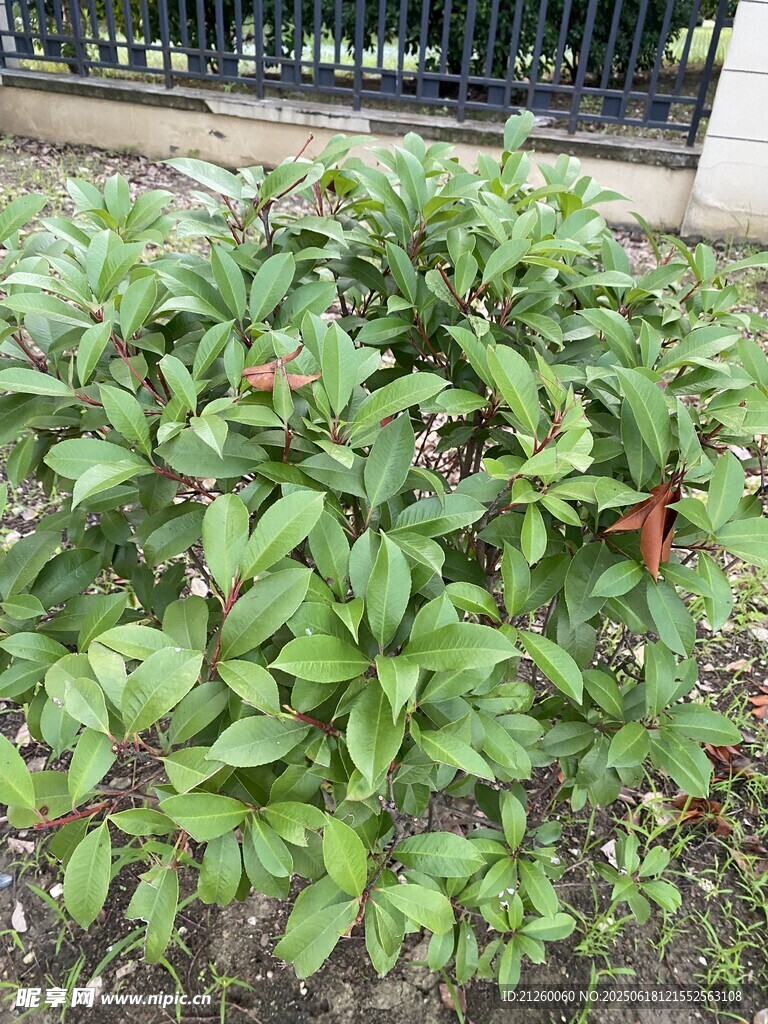 石楠