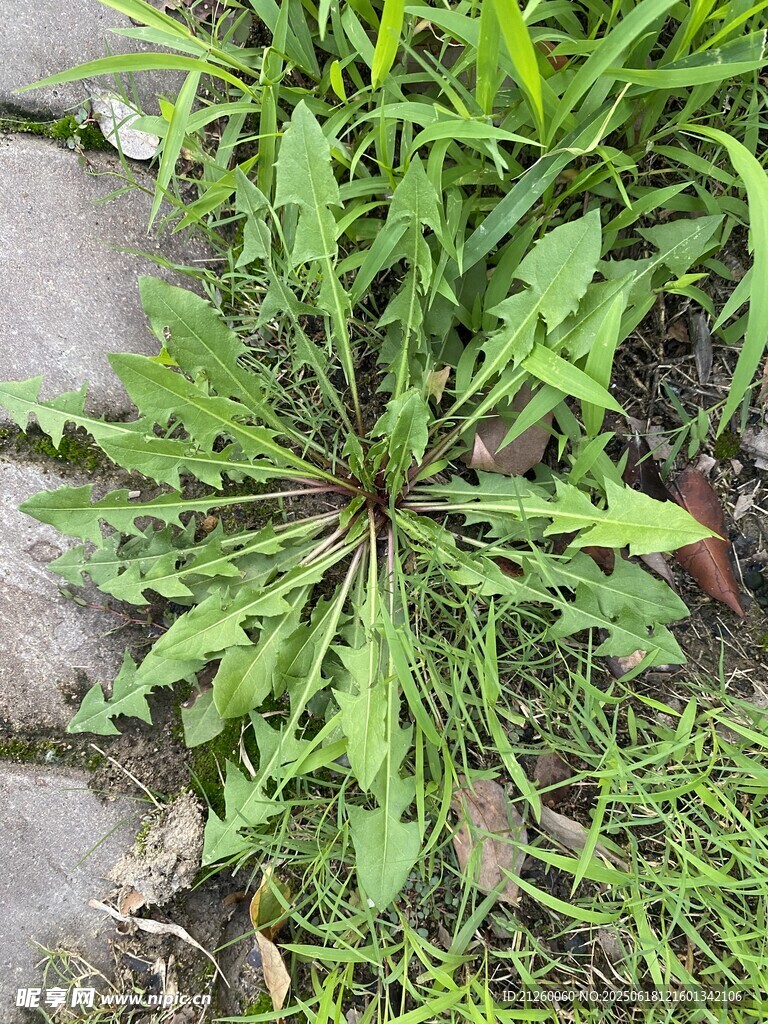 蒲公英