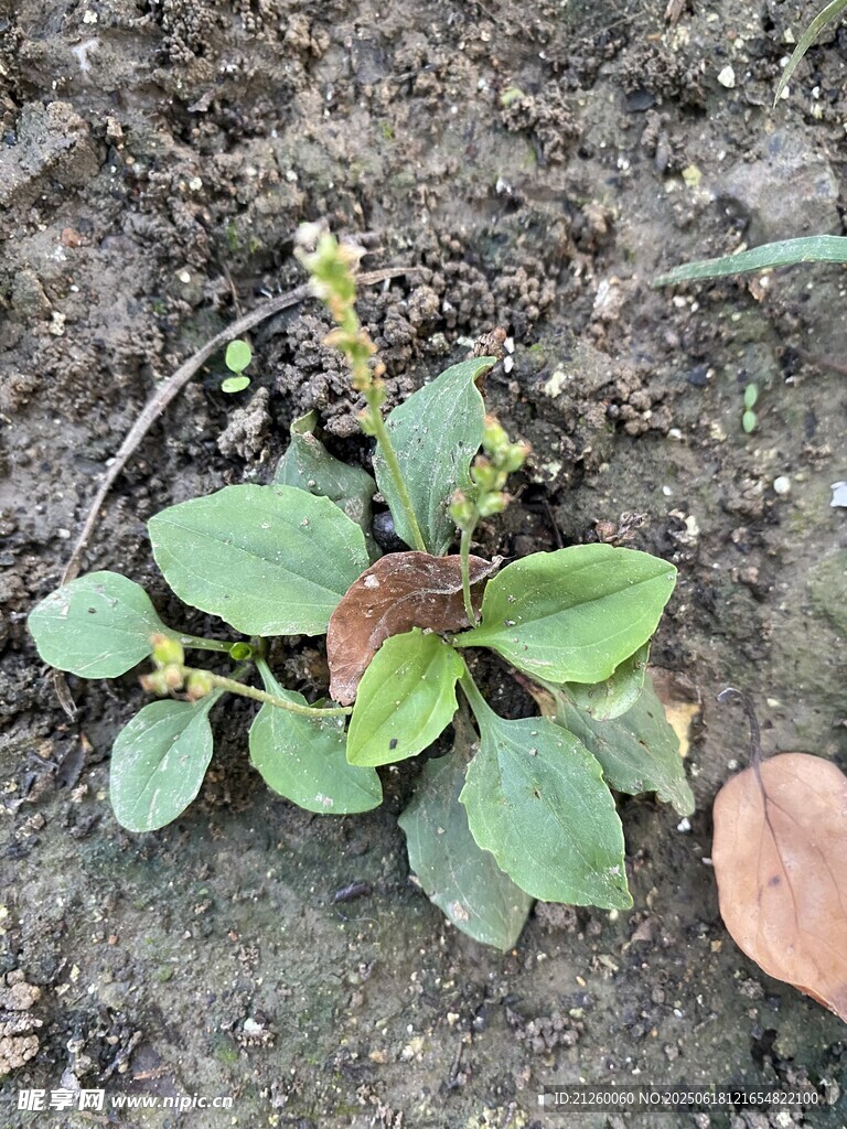 车前草