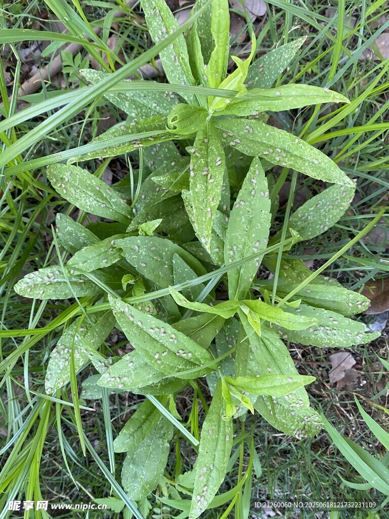 小蓬草