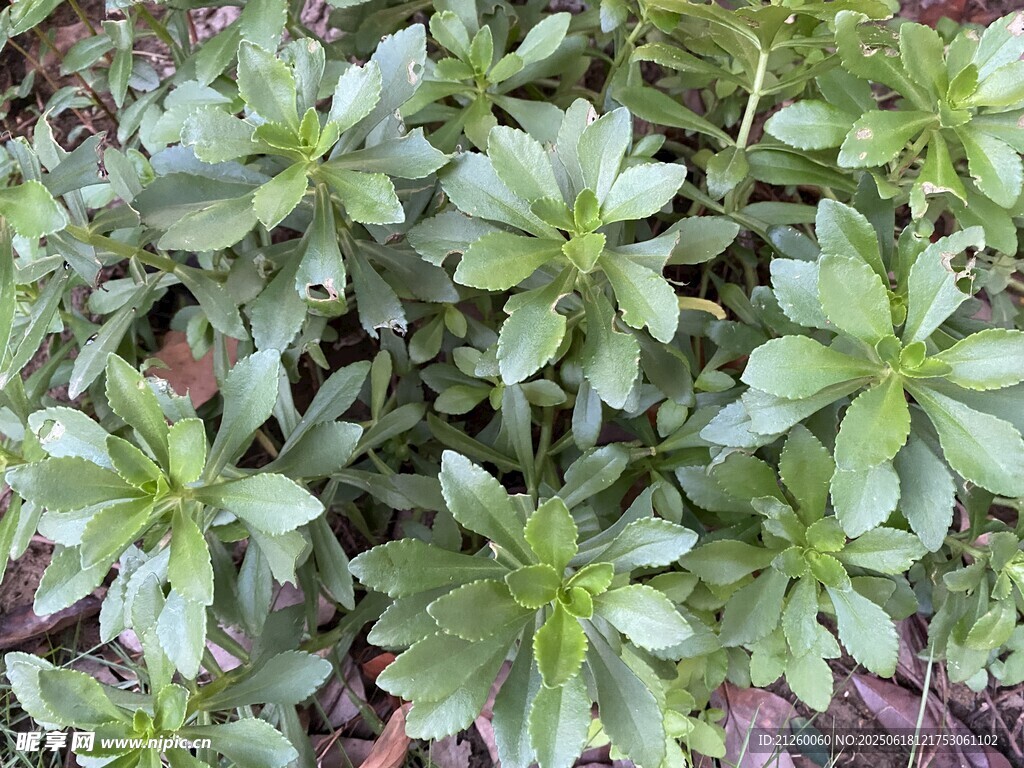 费菜