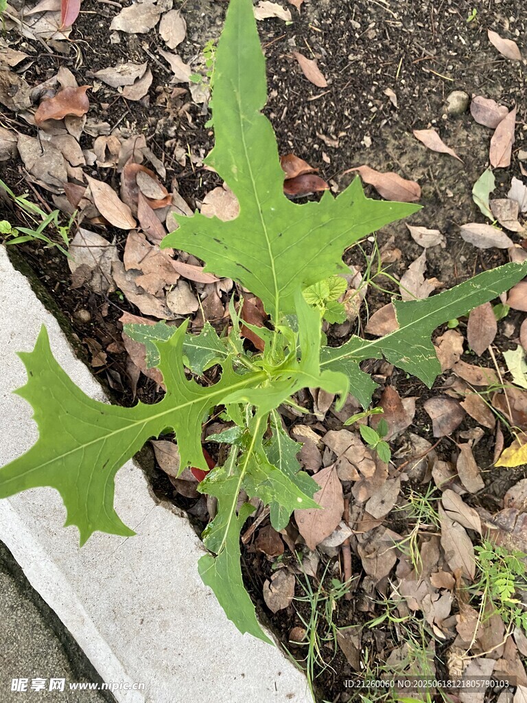 翅果菊
