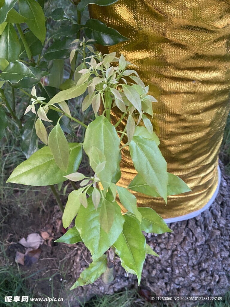 樟树