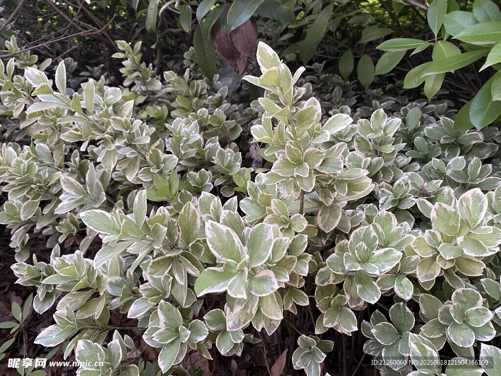 金边黄杨