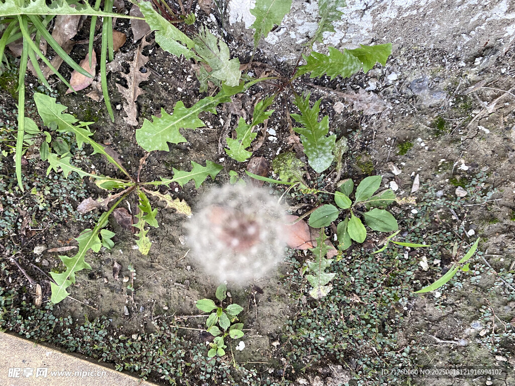 草丛中的蒲公英