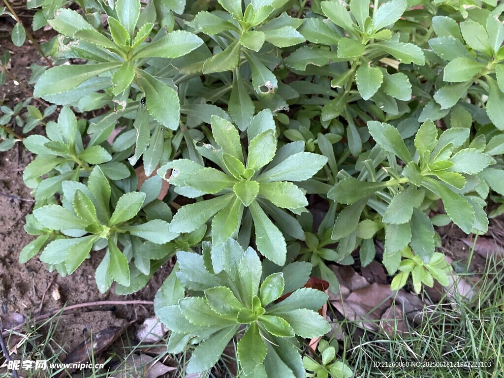 费菜
