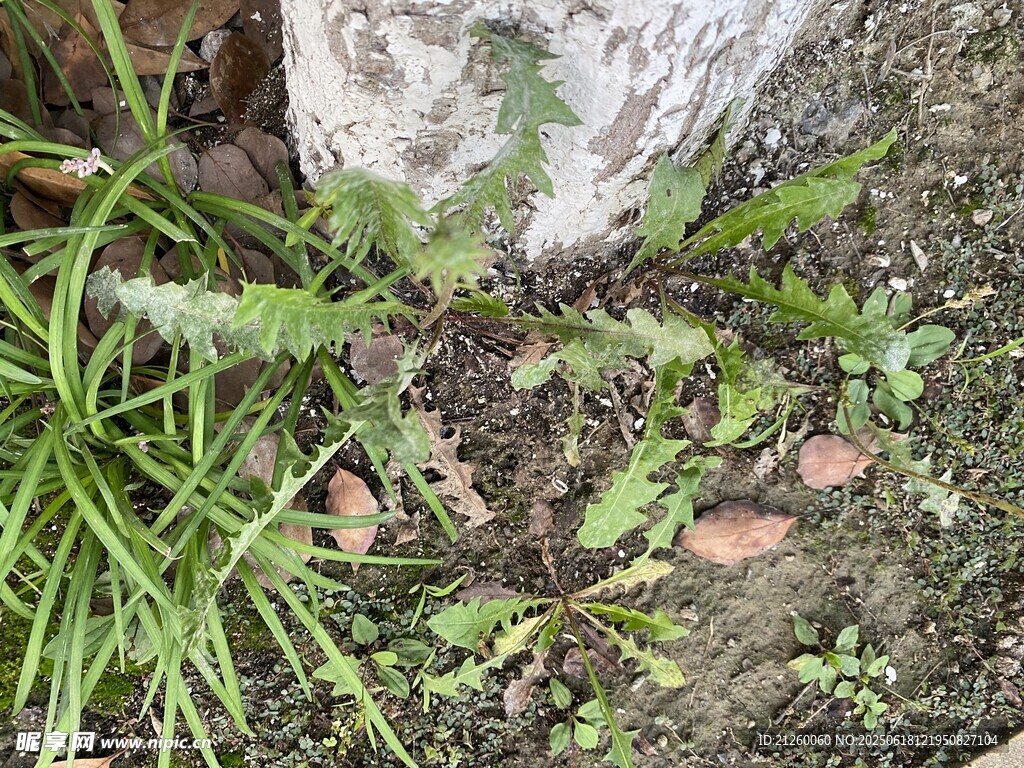 蒲公英