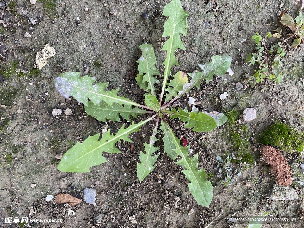 蒲公英 