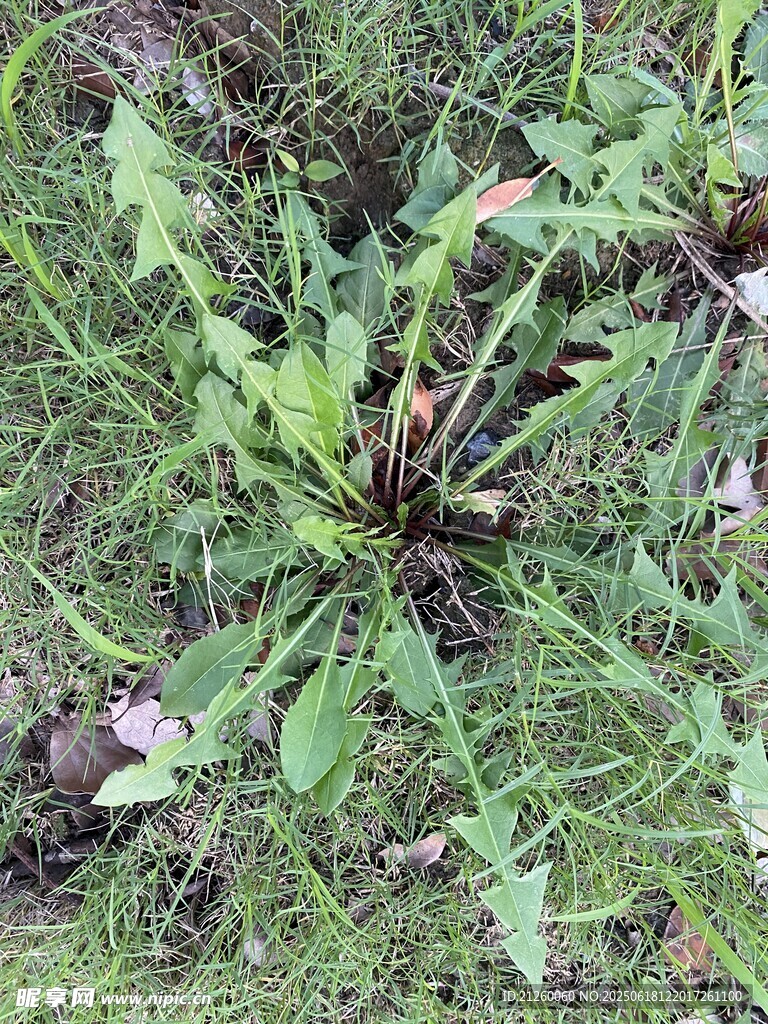 蒲公英植株