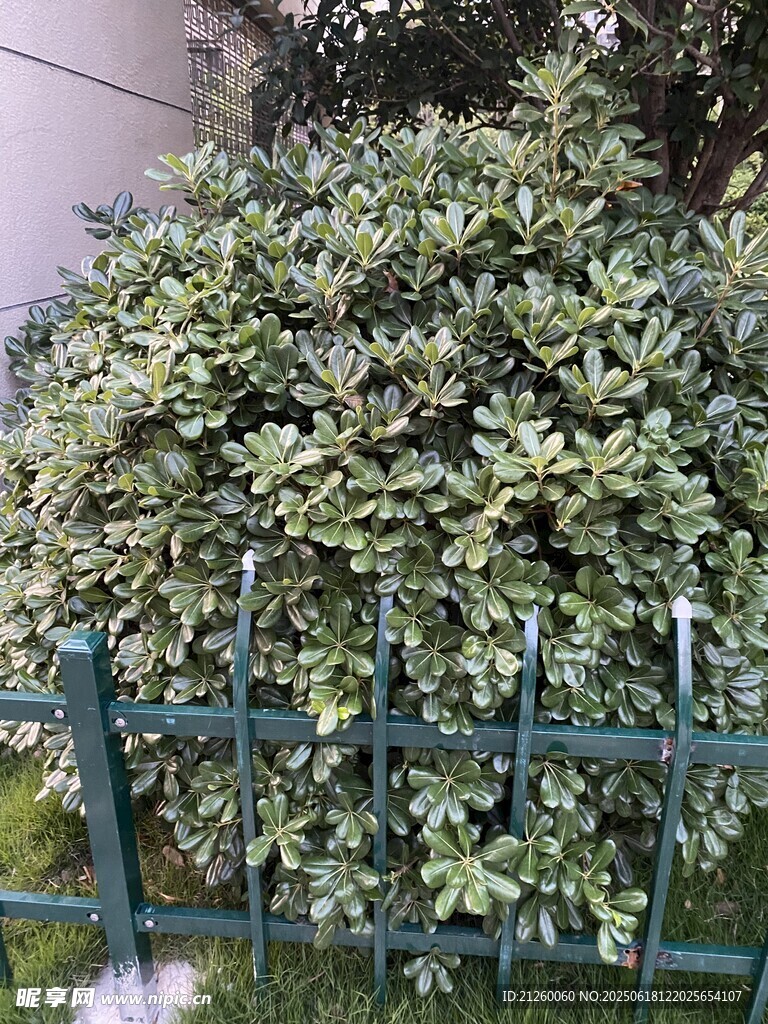 石楠