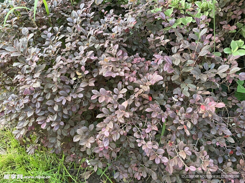 红继木 