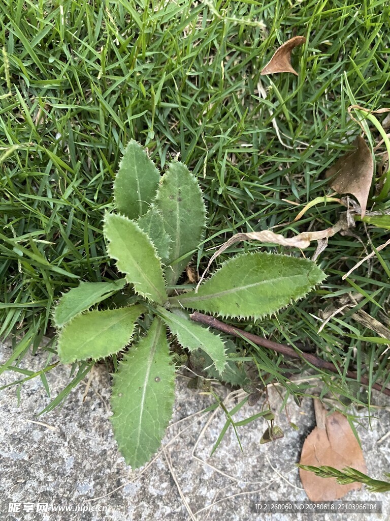 刺儿菜