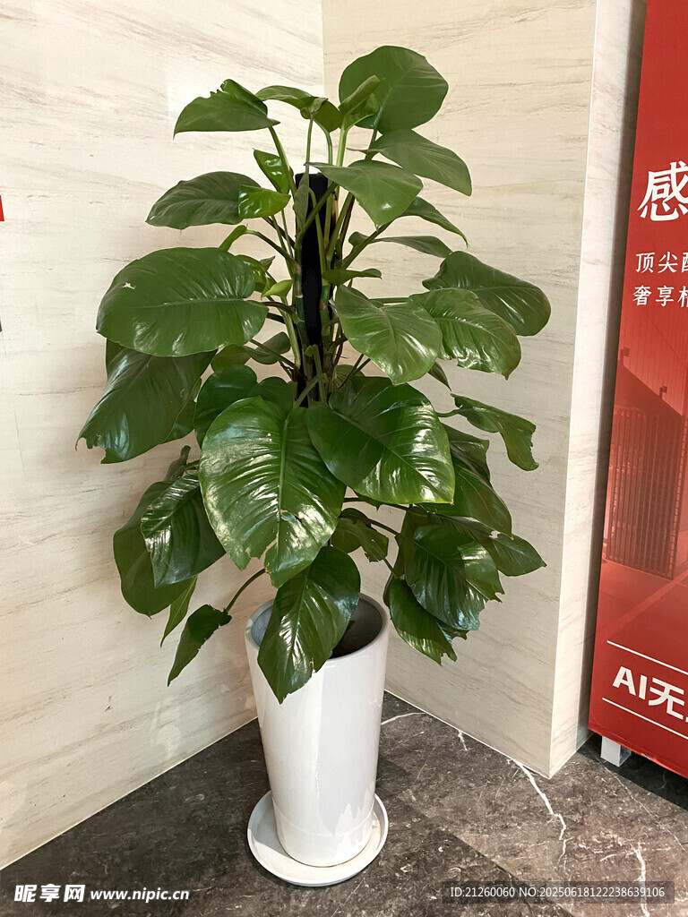 大绿萝